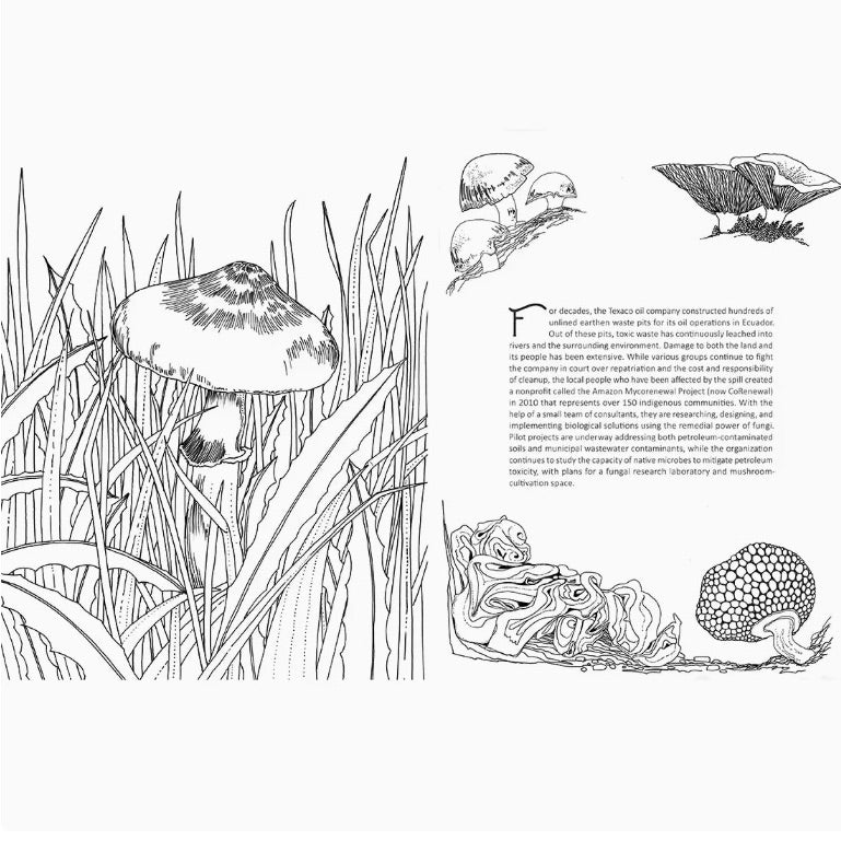 Fantastic Fungi Coloring Book